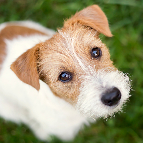 Animal Hospital in Wethersfield: Dog Sitting in Grass