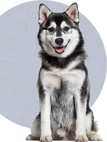 Animal Hospital in Wethersfield: Dog Sitting