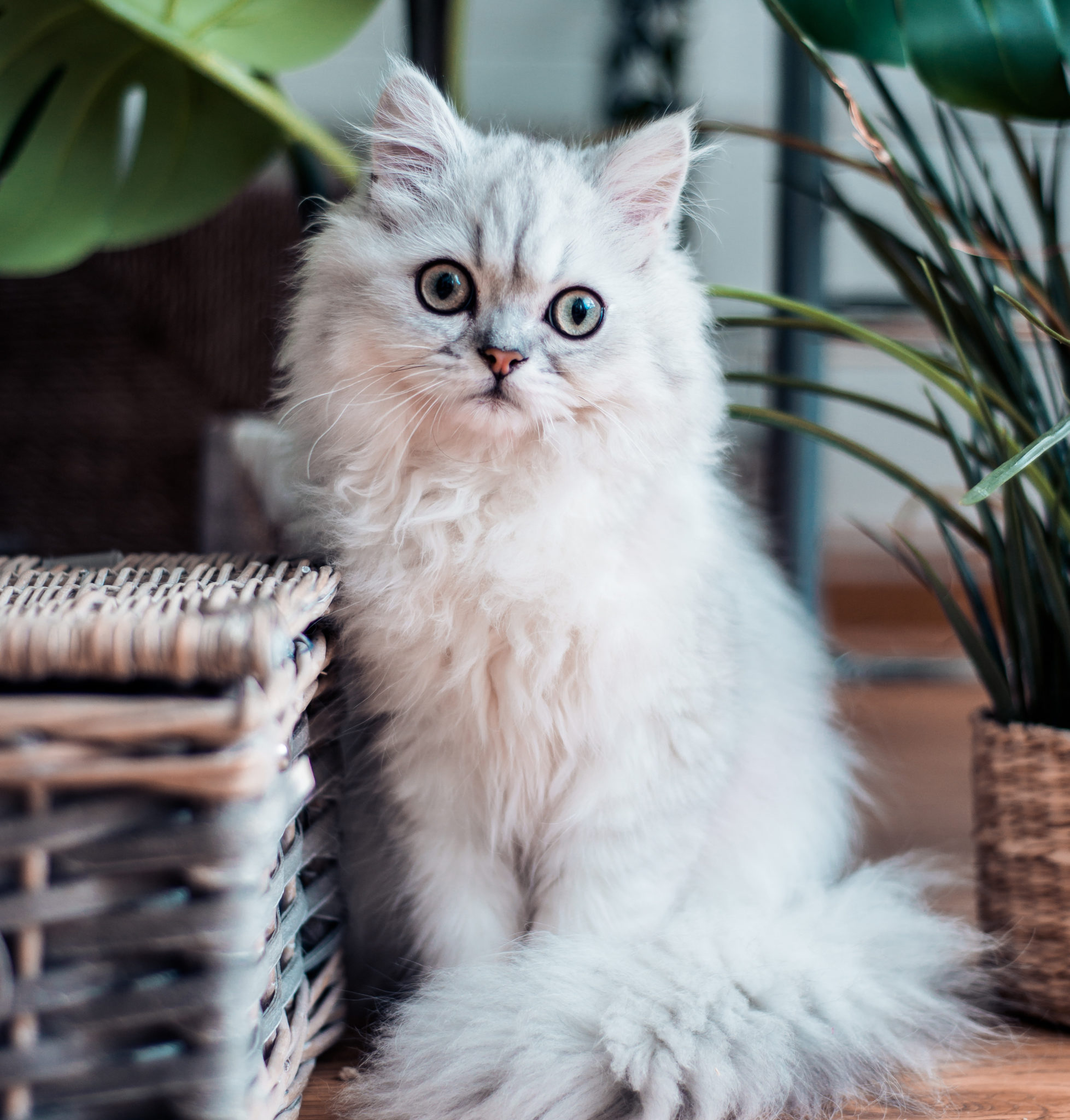 Animal Hospital in Wethersfield: Cat Sitting Near Plants
